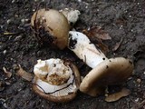 Hygrophorus latitabundus image