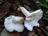 Hygrophorus penarius image
