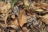 Clavulina cinerea image