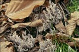 Clavulina cinerea image