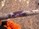 Porostereum crassum image