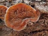 Merulius tremellosus image