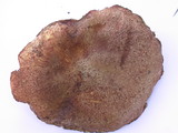 Suillus caerulescens image