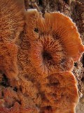 Merulius tremellosus image
