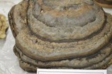 Heterobasidion annosum image