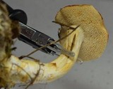 Hydnum oregonense image