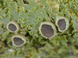 Anaptychia palmulata image