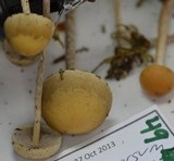 Hypholoma dispersum image