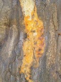 Fusicolla merismoides image