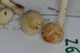 Inocybe whitei image