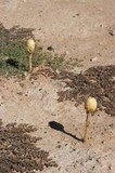 Podaxis pistillaris image