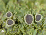Anaptychia palmulata image