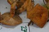 Lactarius subviscidus image