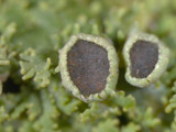 Anaptychia palmulata image