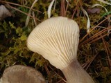 Ampulloclitocybe clavipes image