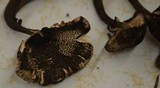 Lepiota flammeatincta image