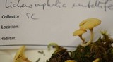 Lichenomphalia umbellifera image