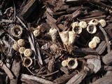 Cyathus stercoreus image