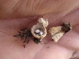 Cyathus stercoreus image