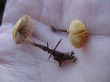 Cystoderma amianthinum image