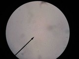 Cystoderma amianthinum image