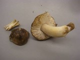 Tricholoma portentosum image