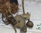 Mycena galericulata image