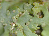 Anaptychia palmulata image