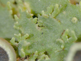 Anaptychia palmulata image