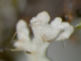 Anaptychia palmulata image