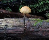 Rhizomarasmius pyrrhocephalus image