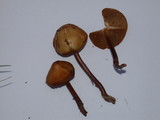 Phaeocollybia phaeogaleroides image