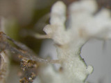 Anaptychia palmulata image
