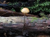 Rhizomarasmius pyrrhocephalus image