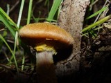 Armillaria gallica image