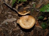 Armillaria gallica image