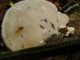 Tyromyces chioneus image