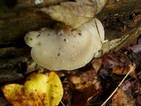 Tyromyces chioneus image