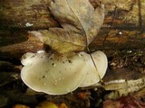 Tyromyces chioneus image