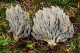 Clavulina cinerea image