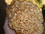 Sparassis crispa image