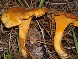 Cantharellus formosus image
