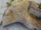 Sarcodon imbricatus image