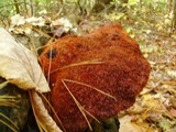 Inonotus hispidus image