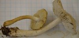 Tricholoma inamoenum image