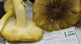 Tricholoma subsejunctum image