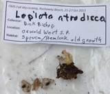 Lepiota atrodisca image