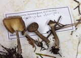 Ampulloclitocybe clavipes image