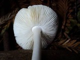 Lepiota rubrotinctoides image