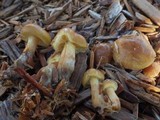Pholiota olympiana image